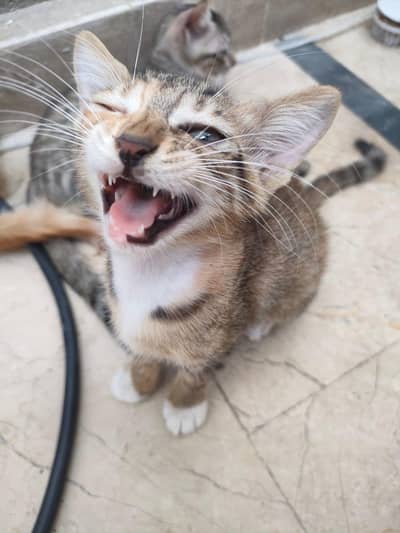 Gentle and Loving Domestic Female Cat for a New Home