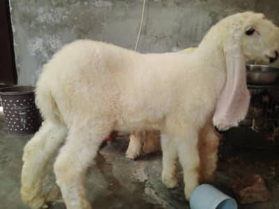 kajla chatra pair sale