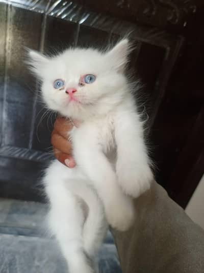 kitten male female old eyes