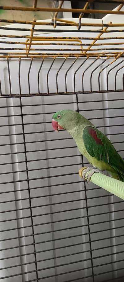 Raw Parrot Breeder