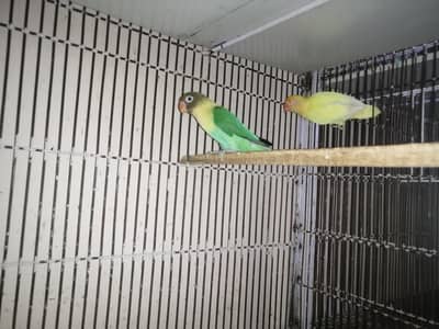 lovebird breeder pair