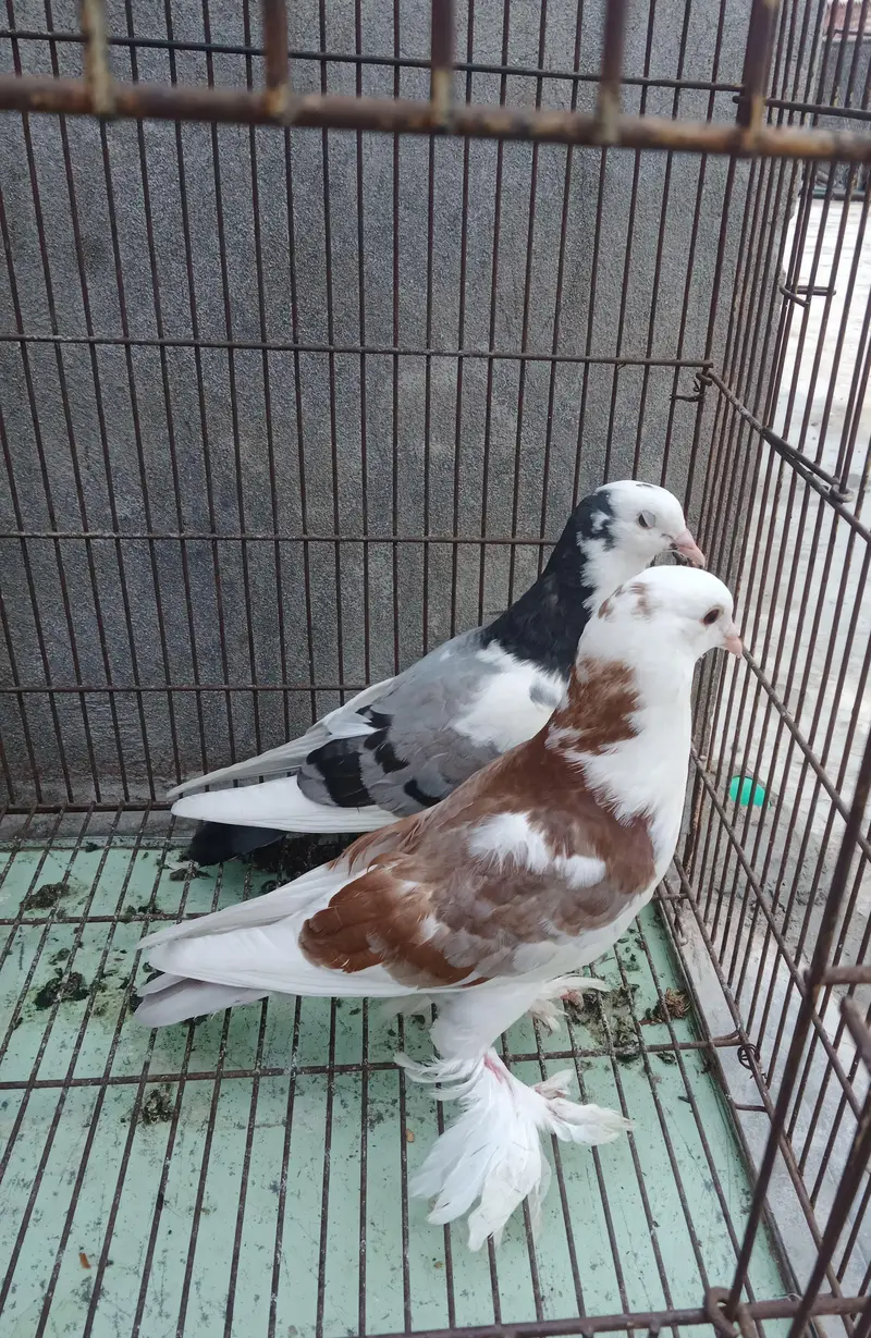 123 All pigeon for sale — photo 2