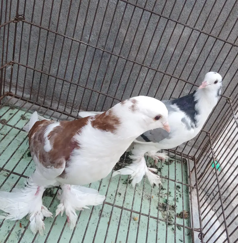 123 All pigeon for sale