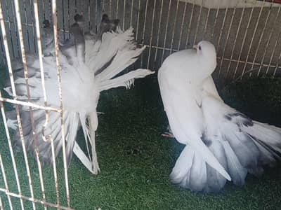 poter pair english fantail pair black female for sale