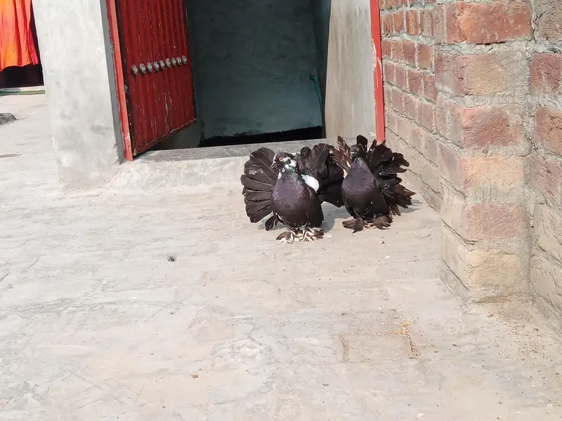 123 All pigeon for sale — photo 4