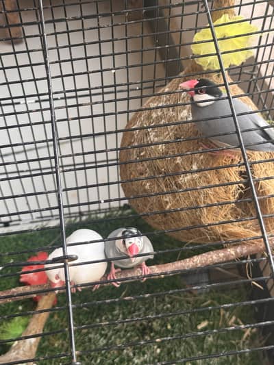 Selling these 3 birds