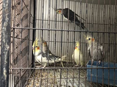 Koctail grey pearl common white common pied
