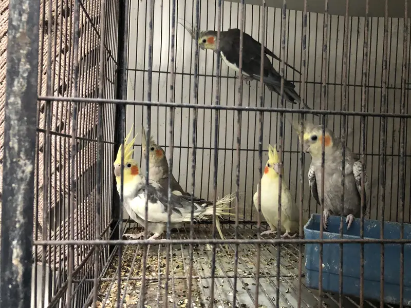 Koctail grey pearl common white common pied