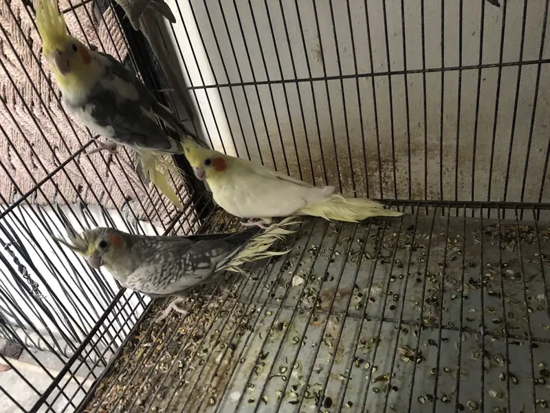 Koctail grey pearl common white common pied — photo 2
