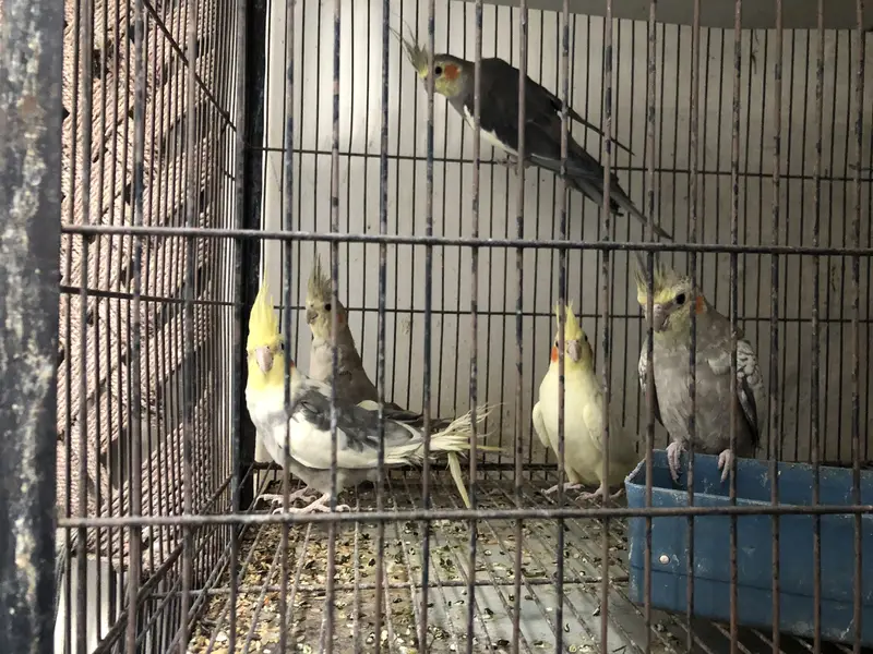 Koctail grey pearl common white common pied — photo 3