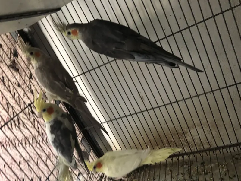 Koctail grey pearl common white common pied — photo 4