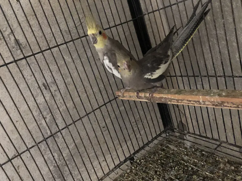 Koctail grey pearl common white common pied — photo 5