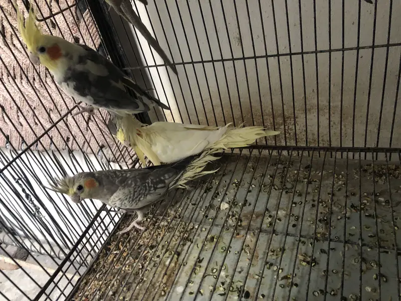Koctail grey pearl common white common pied — photo 7