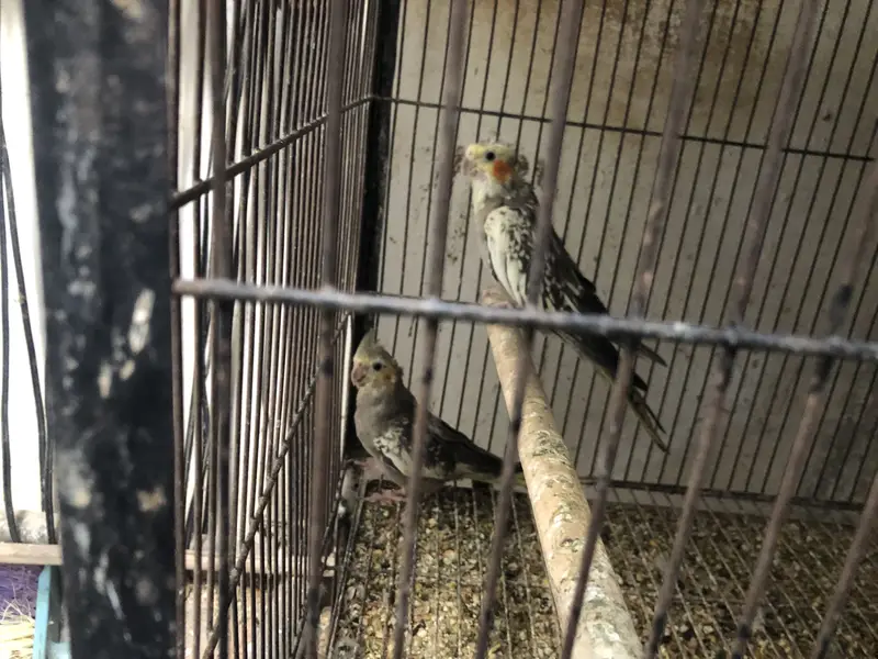 Koctail grey pearl common white common pied — photo 8