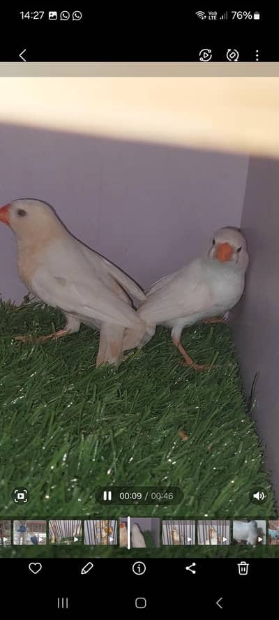 Cfw full orange & isabel haif orange & red pide blue pide dove