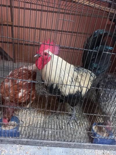 5 DESI EGG LAYING HENS 1 BIG SIZE MURGHA