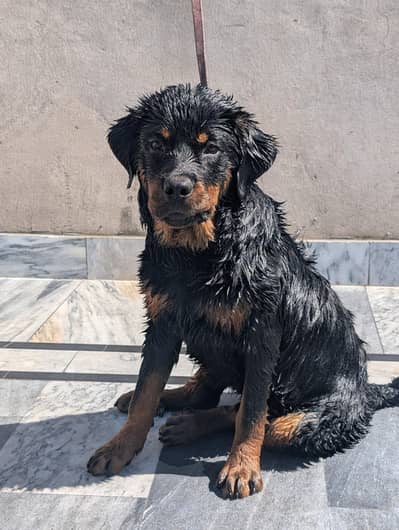rottweiler