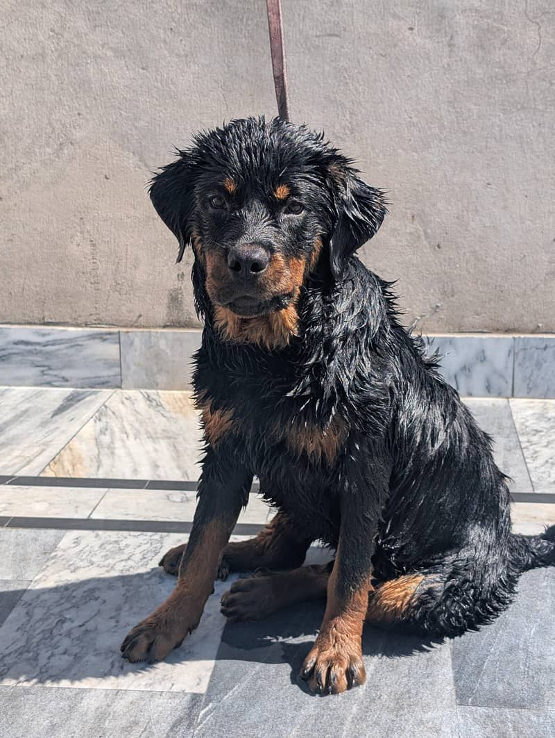 rottweiler 0