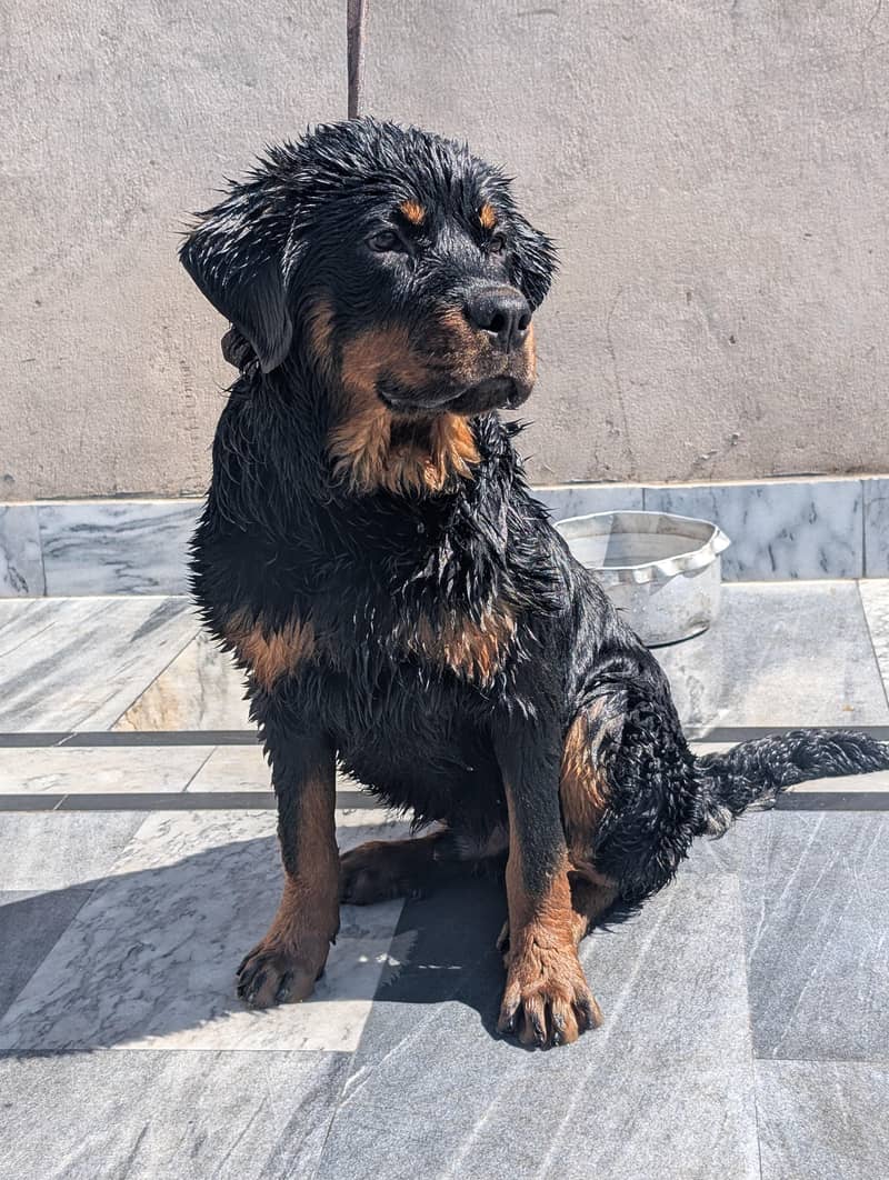 rottweiler 1