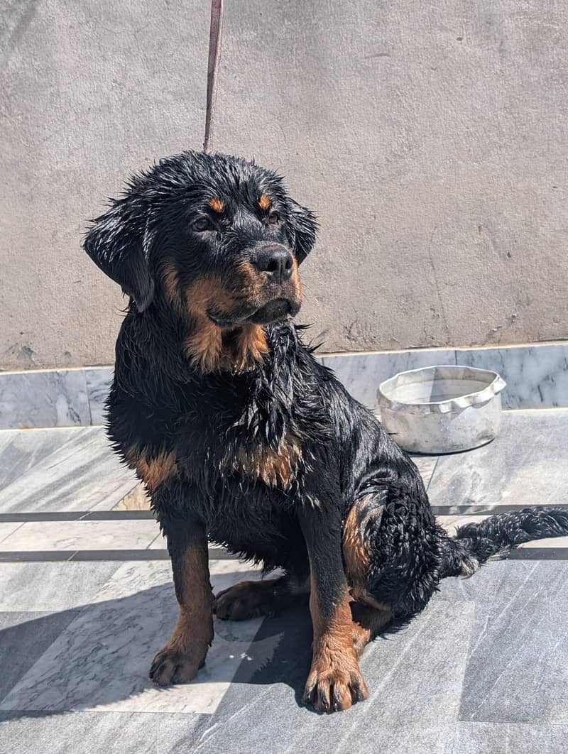 rottweiler 2