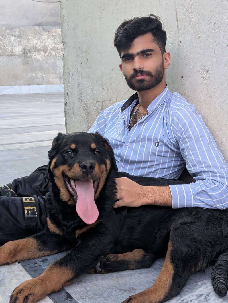rottweiler 3