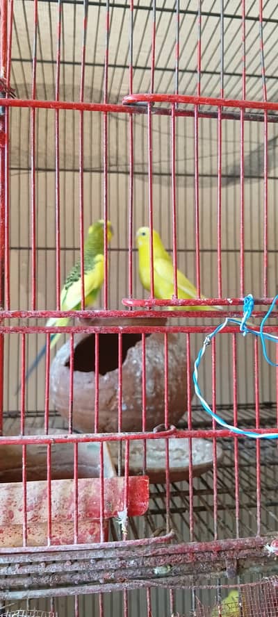 Sale Parrots with large cage