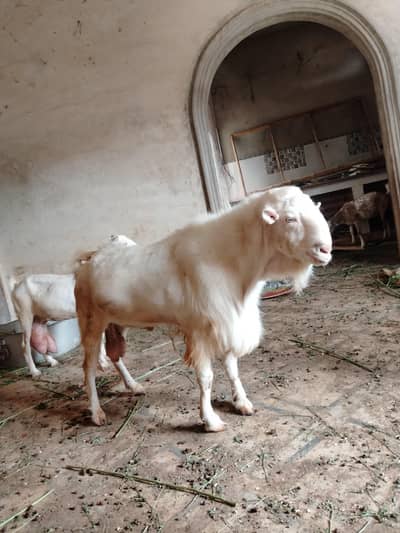 1 breeder Bakra 2 female bakri lagi hoi Hain dono is bakray say