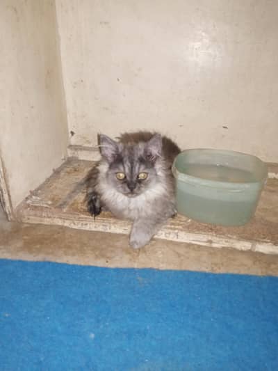 Persian Kittens