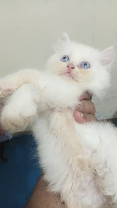 White Persian Blue Eyes Male Kitten fo Sale