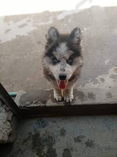 siberian husky