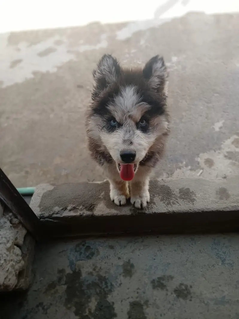 siberian husky