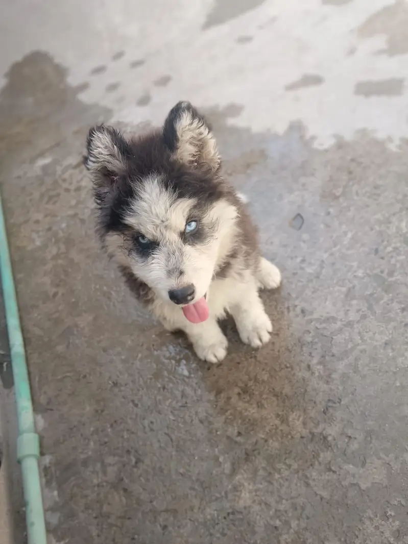 siberian husky — photo 2