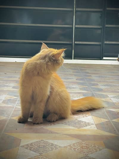 Persion female cat