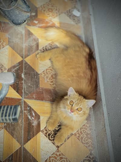 Persion female cat