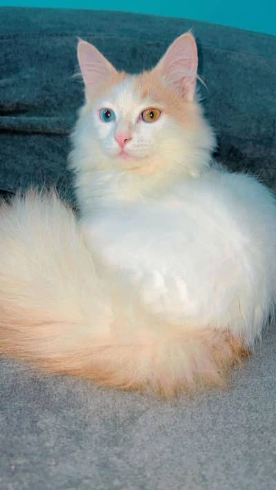 Persian male cat