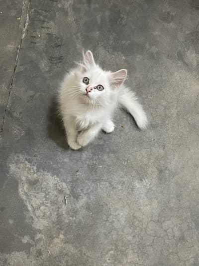 Persian kitten / Triple coated male kitten / 03247627801/Bhaolo kitten