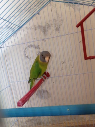 plumhead breeder female
