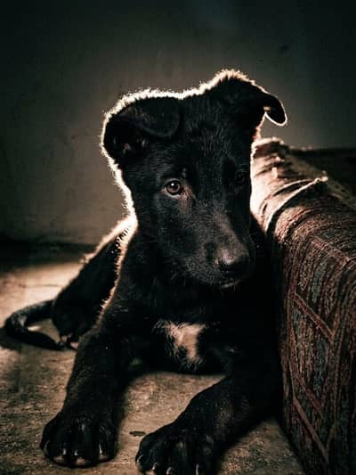 black German Shepherd double coat puppies