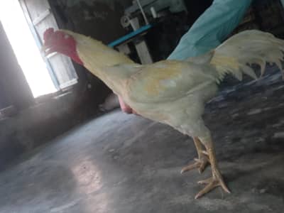 availaibel