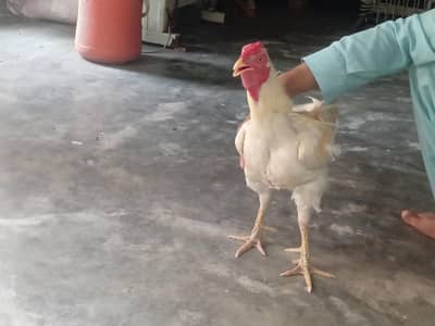 availaibel