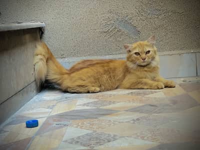 Persion trippel coat female