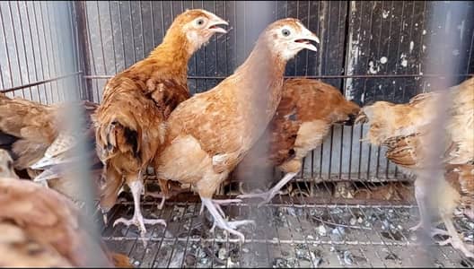 egg laying breed