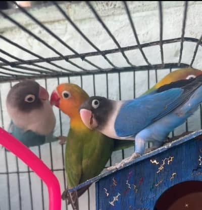 Healthy & Friendly Parrots