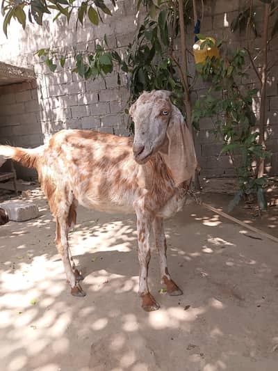 Makhicheeni goat