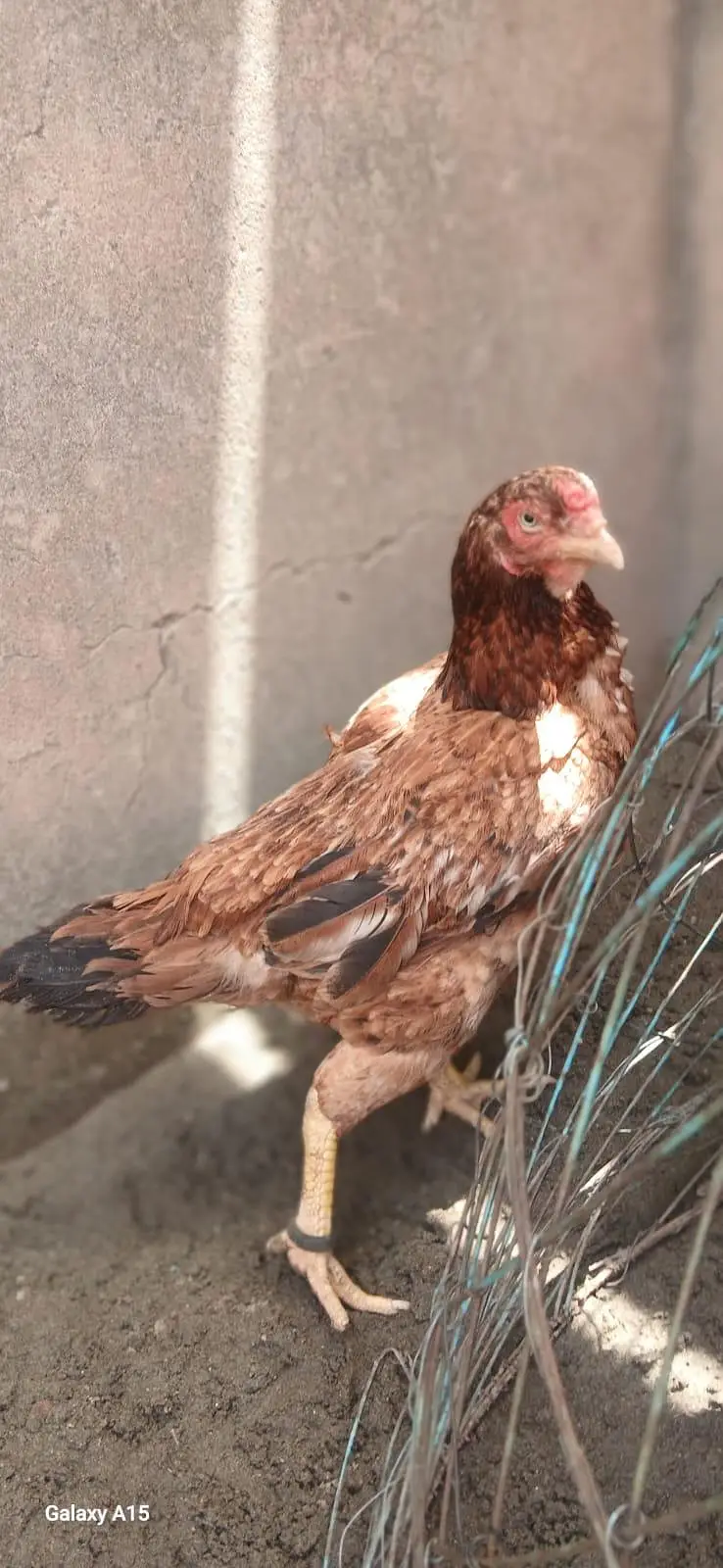 (very urgent sale)1 male to female — photo 3