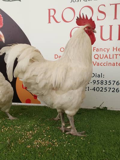 White Australop Heritage / chicks / hens / fancy / murga / Aseel