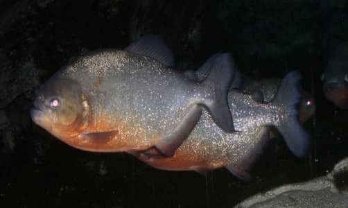 Red belly Piranhà