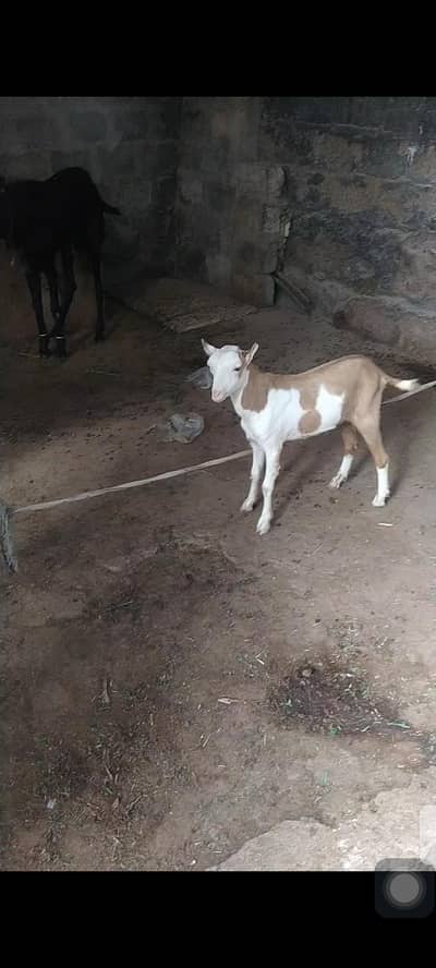 Taddi Bakra