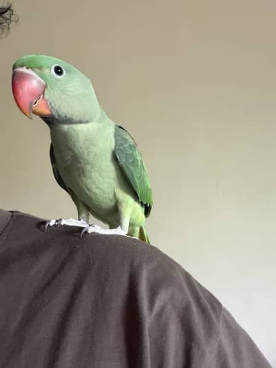 Raw  tamed parrot for sale