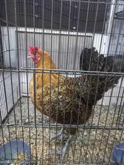 5 DESI EGG LAYING HENS 1 BIG SIZE MURGHA